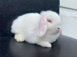 Mini lop ready now