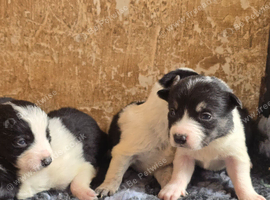 3 Boy Border Collie Pups left