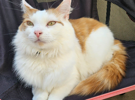 Beautiful white and ginger fluffy 3year old male cat