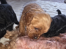 Cavapooshih