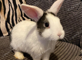 10 WEEK OLD BUNNIES, ready now