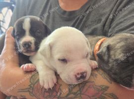 Staffy+cane corso