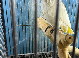 Female Cockatoo Glasgow