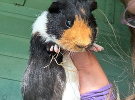 4 month old bonded boys