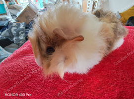 Baby Guinea Pig