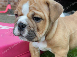 KC registered chunky English bulldogs