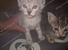 Savanah x kittens