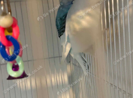 11 budgies