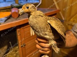 Grey Partridge Pairs