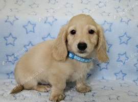 Clear cream miniature long haired dachshund