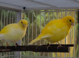 Awdorable Fife canary pair