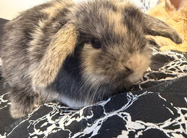MINI LOPS