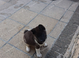 10 WEEK OLD AMERICAN AKITA MALE
