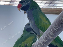 Derbyan parakeet