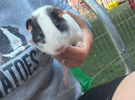 Male guinea pig pair