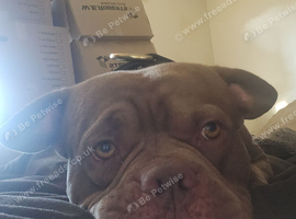 Pocket Bully available for stud