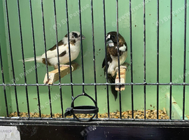 8 Young Bengalese finch&rsquo;s