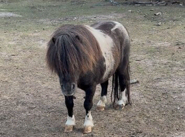 Perfect first ridden standard Shetland gelding