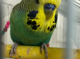 4 Lovely Budgies