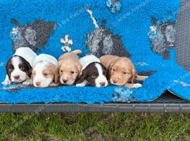 Strong litter of KC Registered Cocker Spaniel pups, ready NOW for their next chapter.