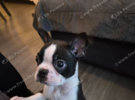 Beautiful boston terrier puppies