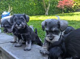Miniature Schnauzer
