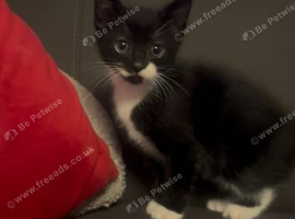Black and white kitten