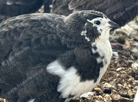 Black & white coturnix quail