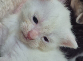 Beautiful kittens ready for viewing and deposit 3 weeks old