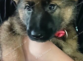 Gorgeous female puppy