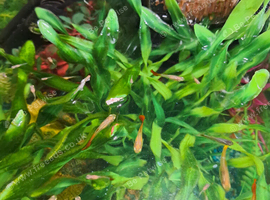 Guppies