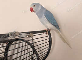 Beautiful Hand-Tame Indian Ringneck Pair &ndash; Blue & Grey &ndash; Cage Included &ndash; &pound;650