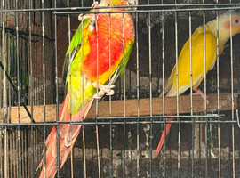 Lutino with split red factor breeder pair
