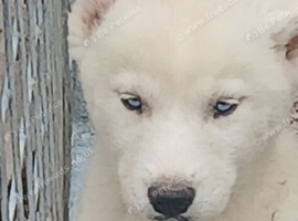 Siberian husky pups