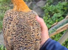 Oxford OEG ginger pullet