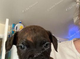 Male staffy pup