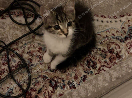 kitten