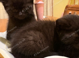 2 black kittens
