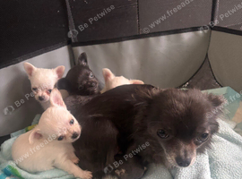 2 beautiful Chihuahua boys