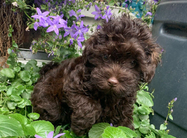 Beautiful Schnoodle Puppies GIRLS