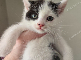4 fluffy kittens waiting for forever home