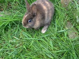 Baby rabbits ready now