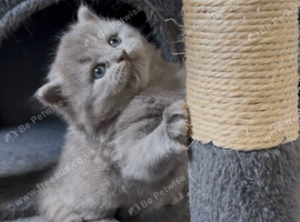 Bsh x Russian kittens cardiff wales