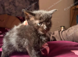 2 cute fluffy kittens ready now for their forever home