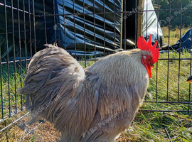 Lavender Pekin pair