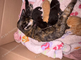Gorgeous Mixed Litter of Ginger and Black Kittens!