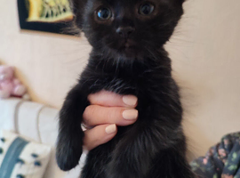 [Leicester - LE3] 2 Kittens Ready for New Homes