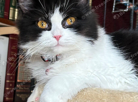 Persian mix female. Spayed and microchipped.