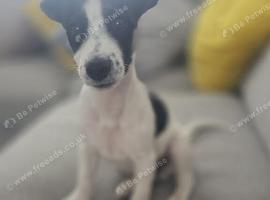 Jack Russel