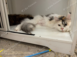 Pedigree female Mainecoon